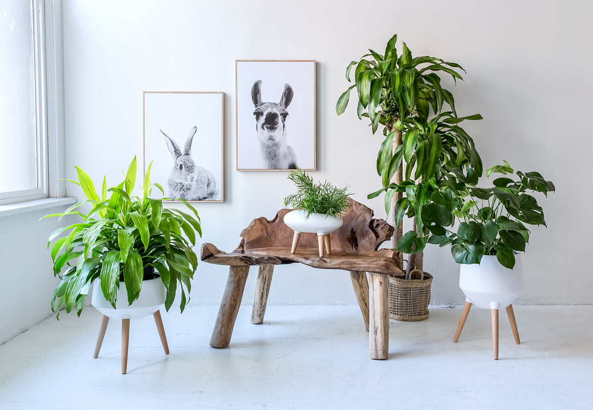 Planters