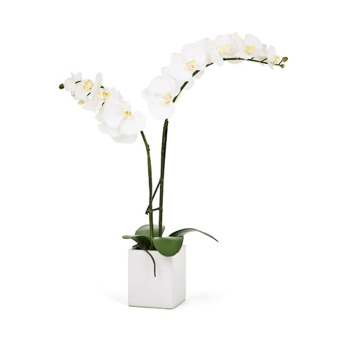 Orchid Potted Faux Double Stem 23" - White