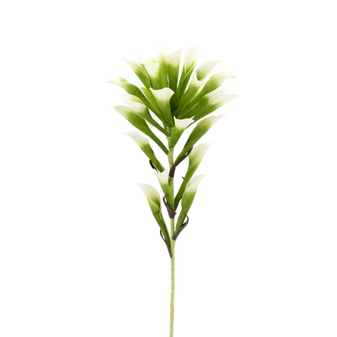 Desert Lily Stem - Green/White