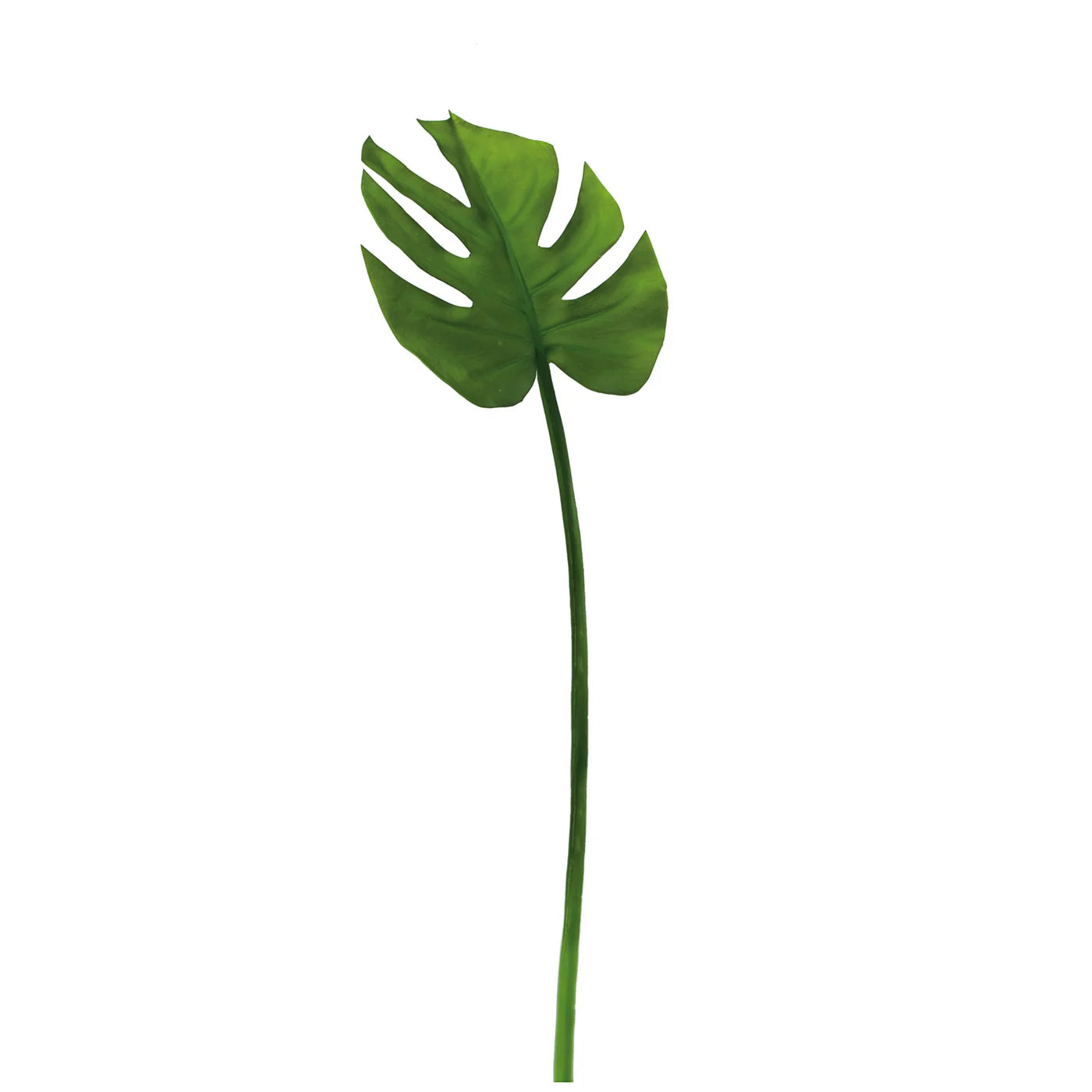 Monstera Leaf 23L