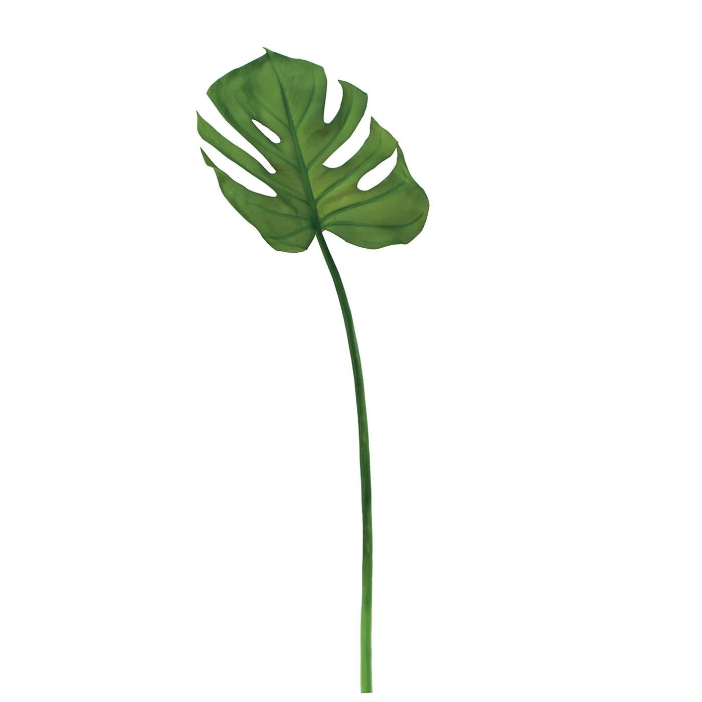 Monstera Leaf 26.5L
