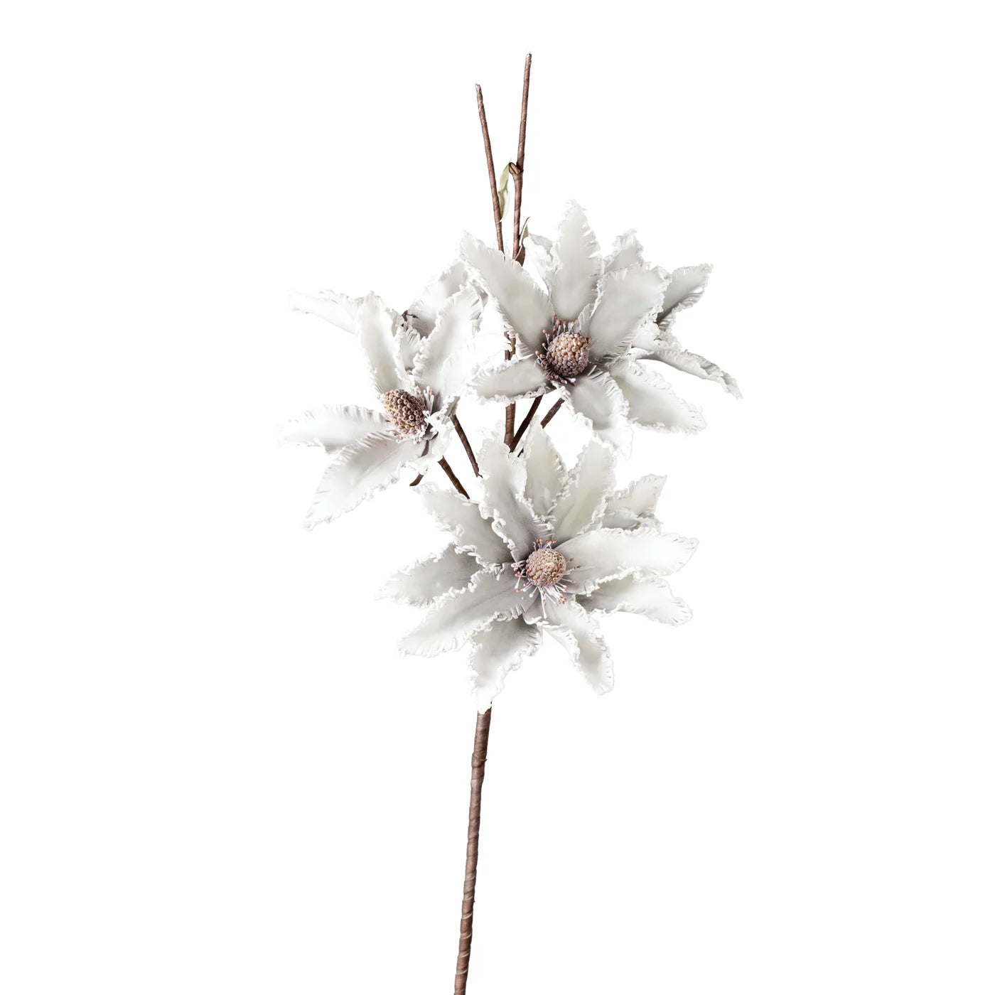 Desert Star Aster 41L