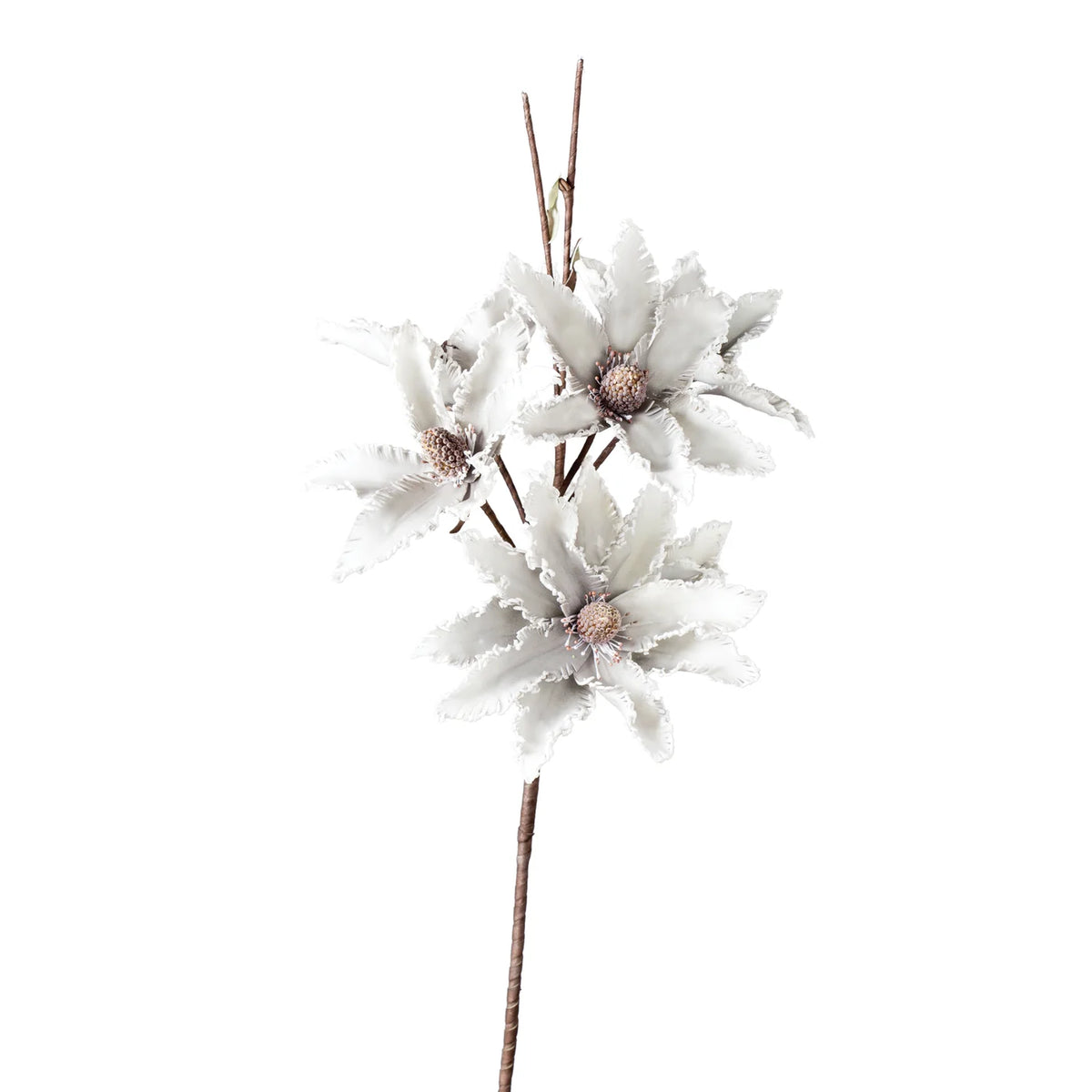 Desert Star Aster 41L