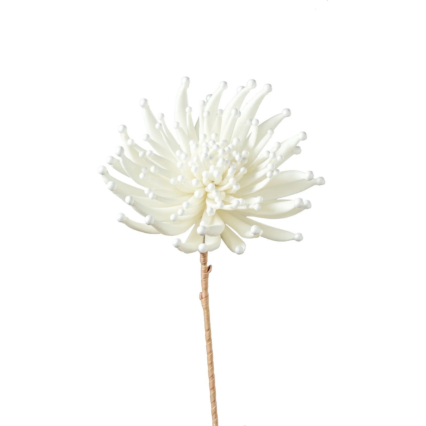 Desert Zinnia Burst 33.5L
