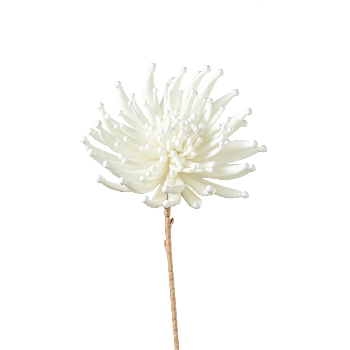 Desert Zinnia Burst 33.5L