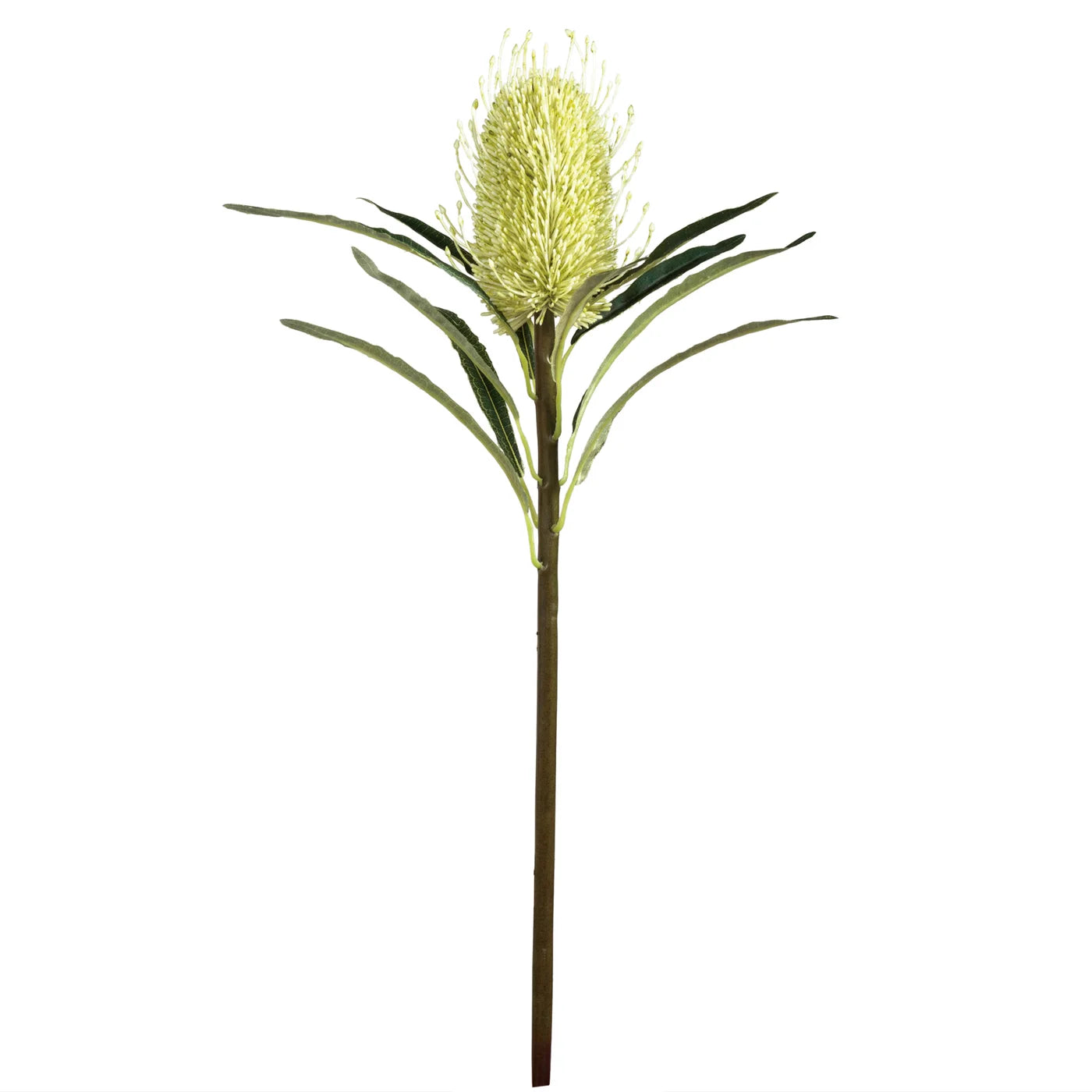 Protea Bloom 24