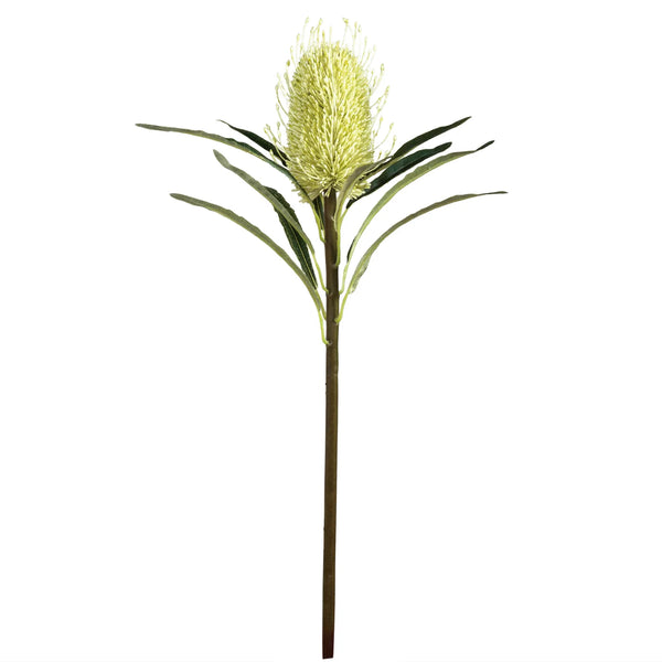 Protea Bloom 24" Stem