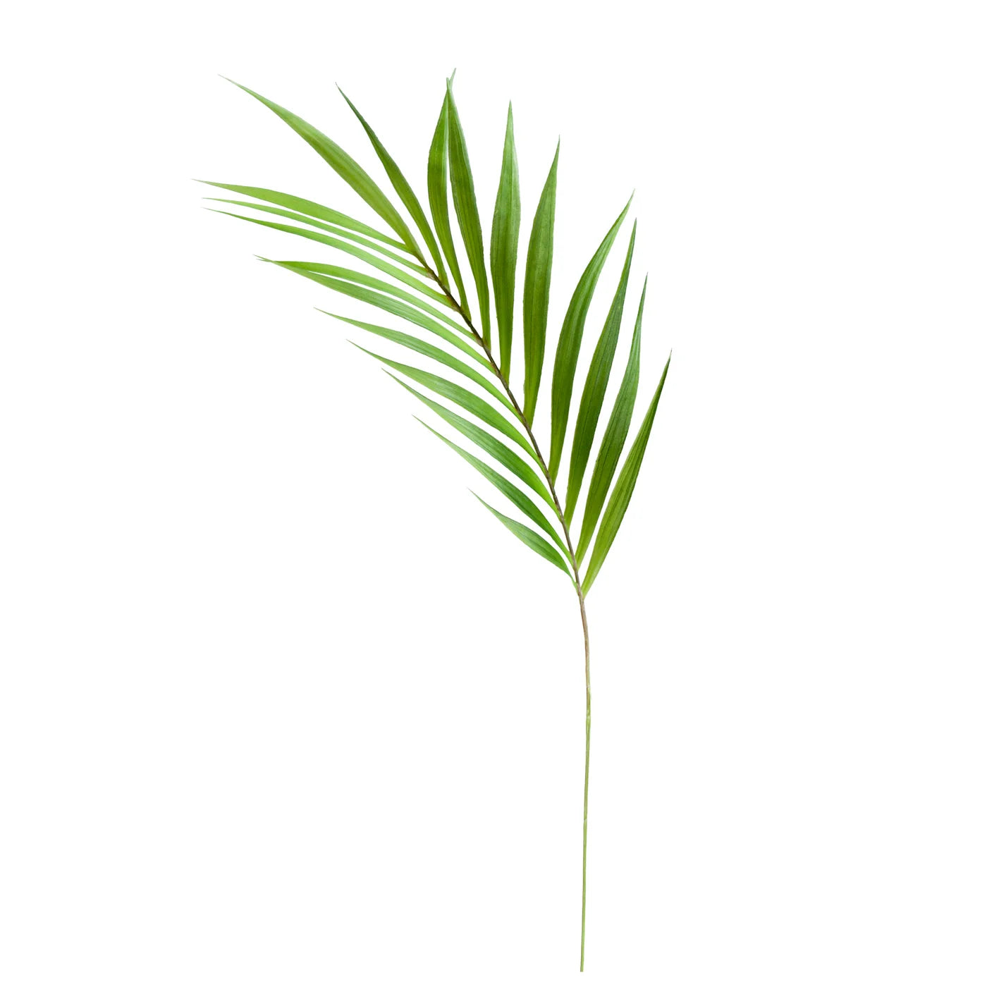 Palm Leaf 36