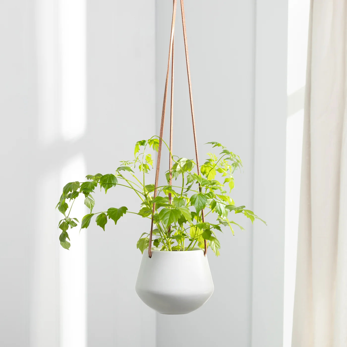 Plant pot sales hanging rings