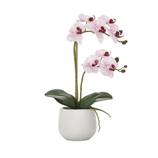 Phalaenopsis Potted 18