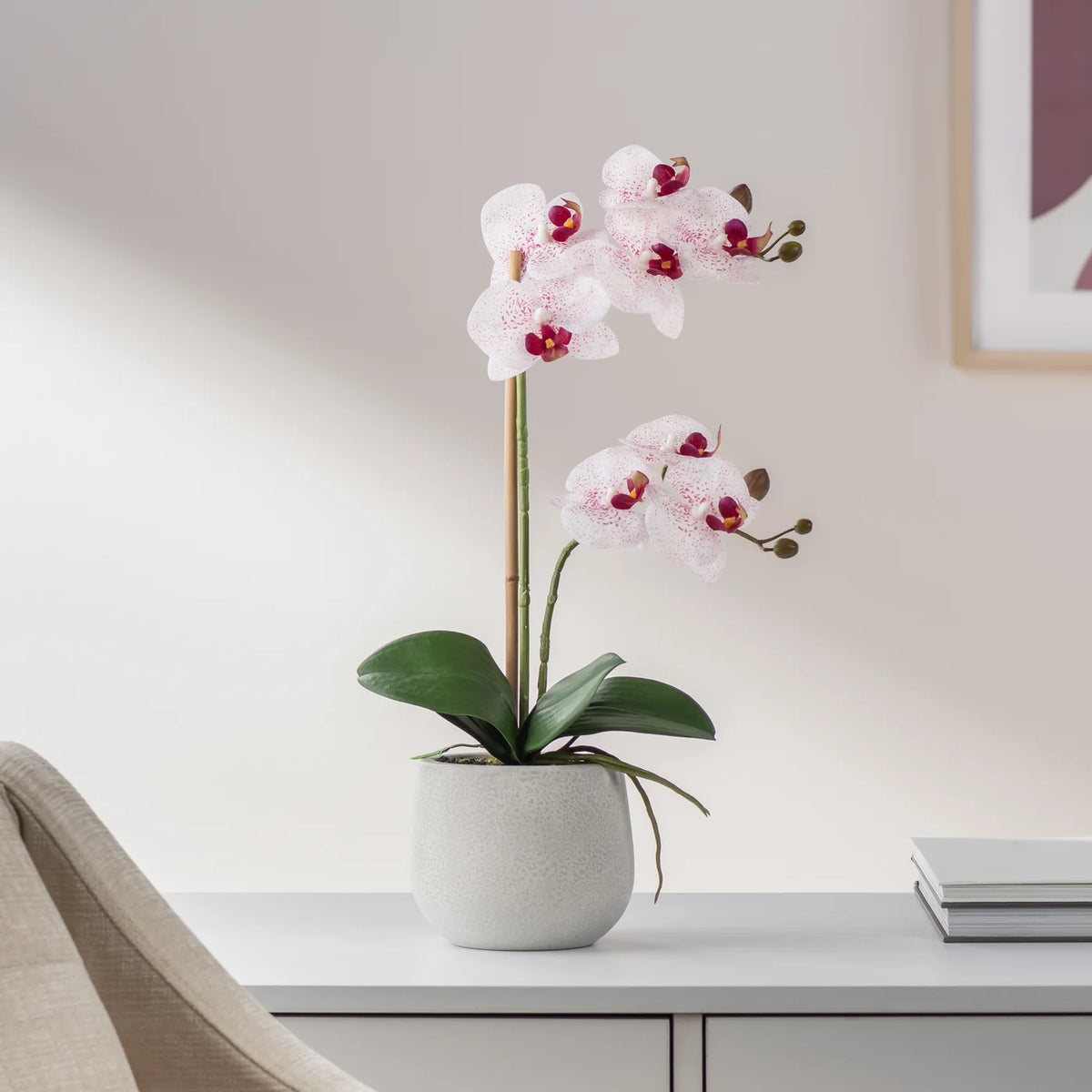 Phalaenopsis Potted 18
