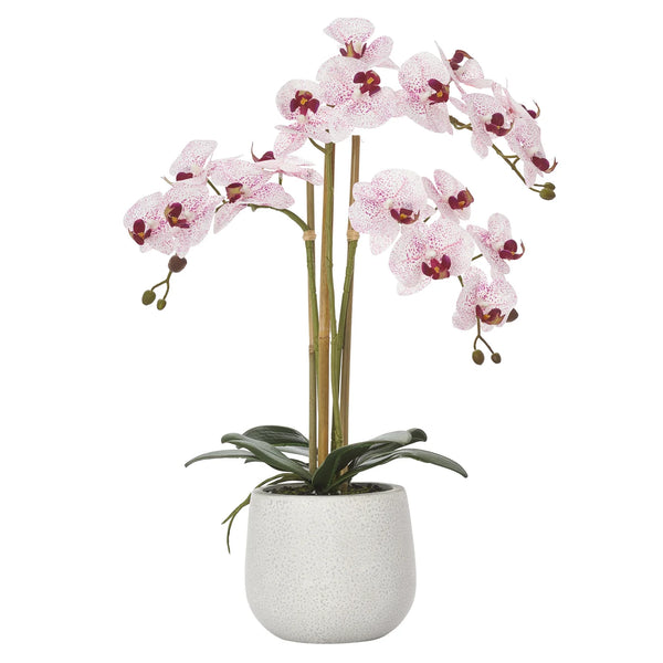 Phalaenopsis Potted 23