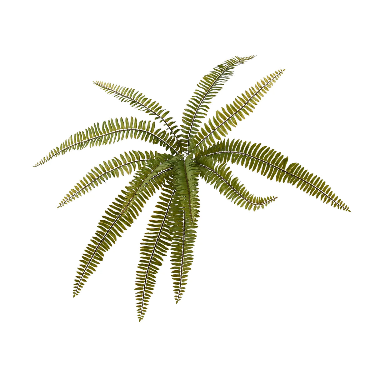 Fern 20.5