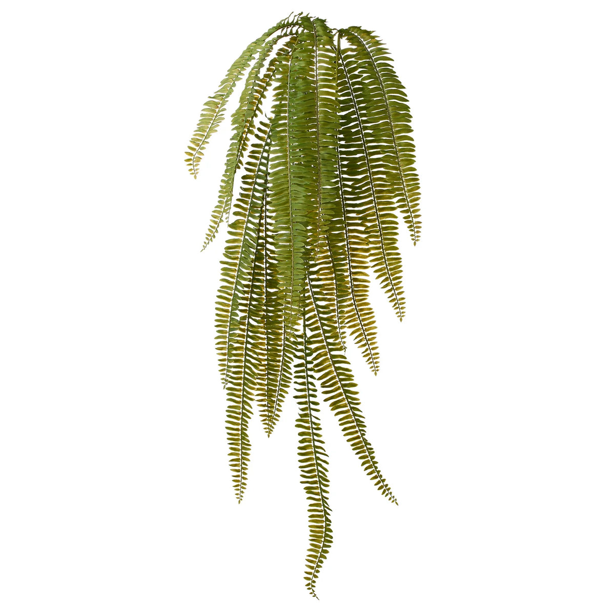 Fern 40