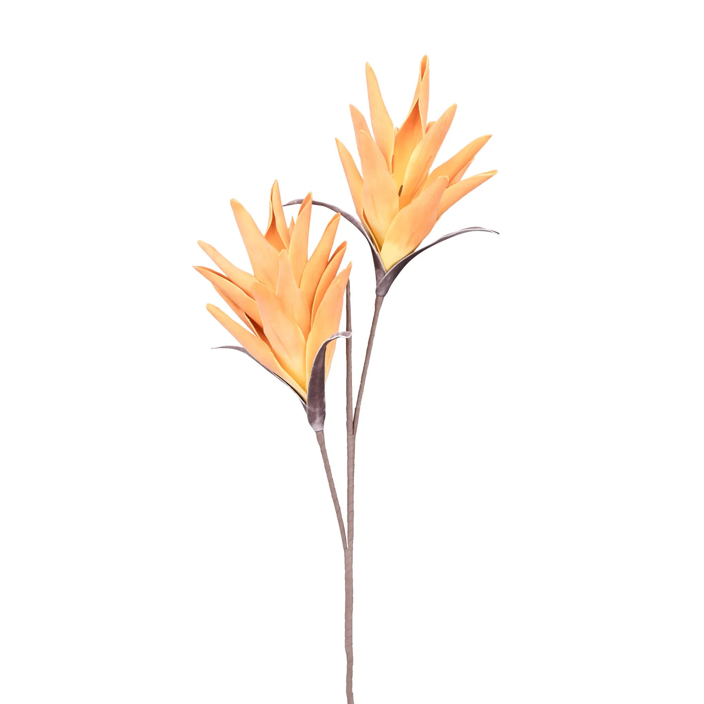 Desert Tropic 2 Bloom Paradise 44L