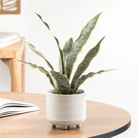 Riviera Ceramic Potted Faux 16h" Snake Plant