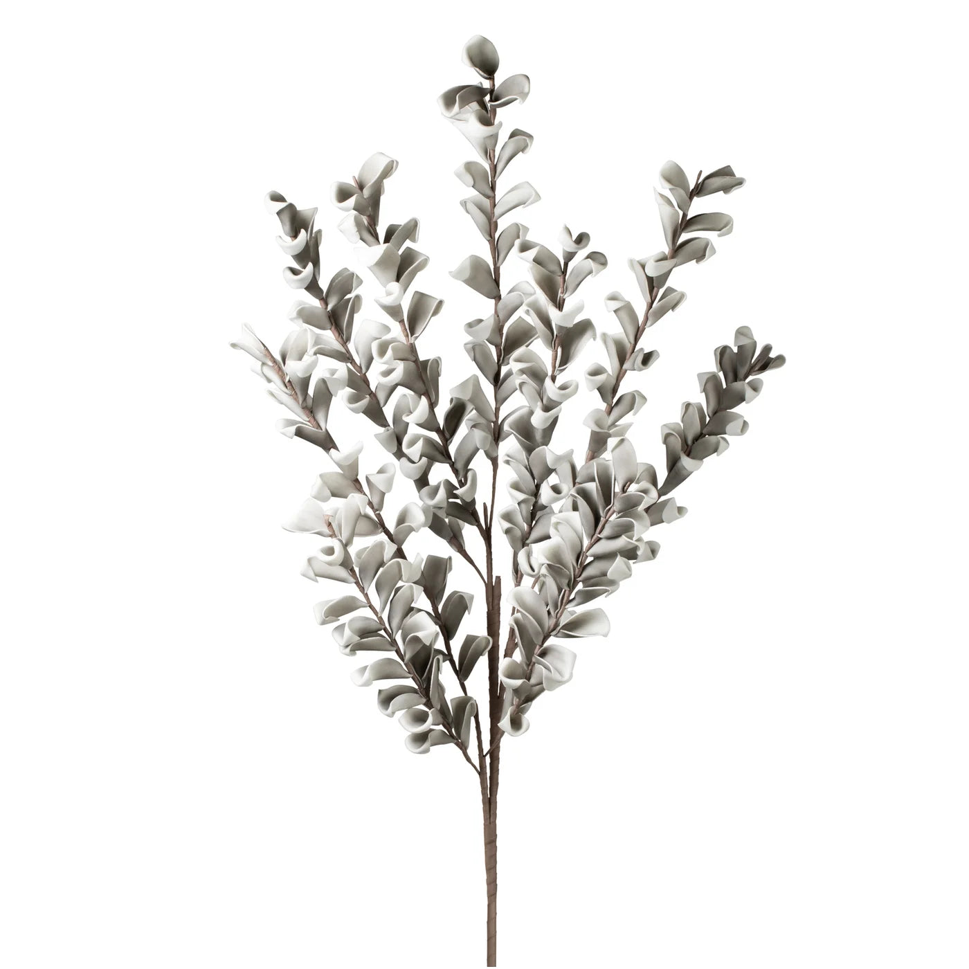 Desert Multi Bloom Eucalyptus 54