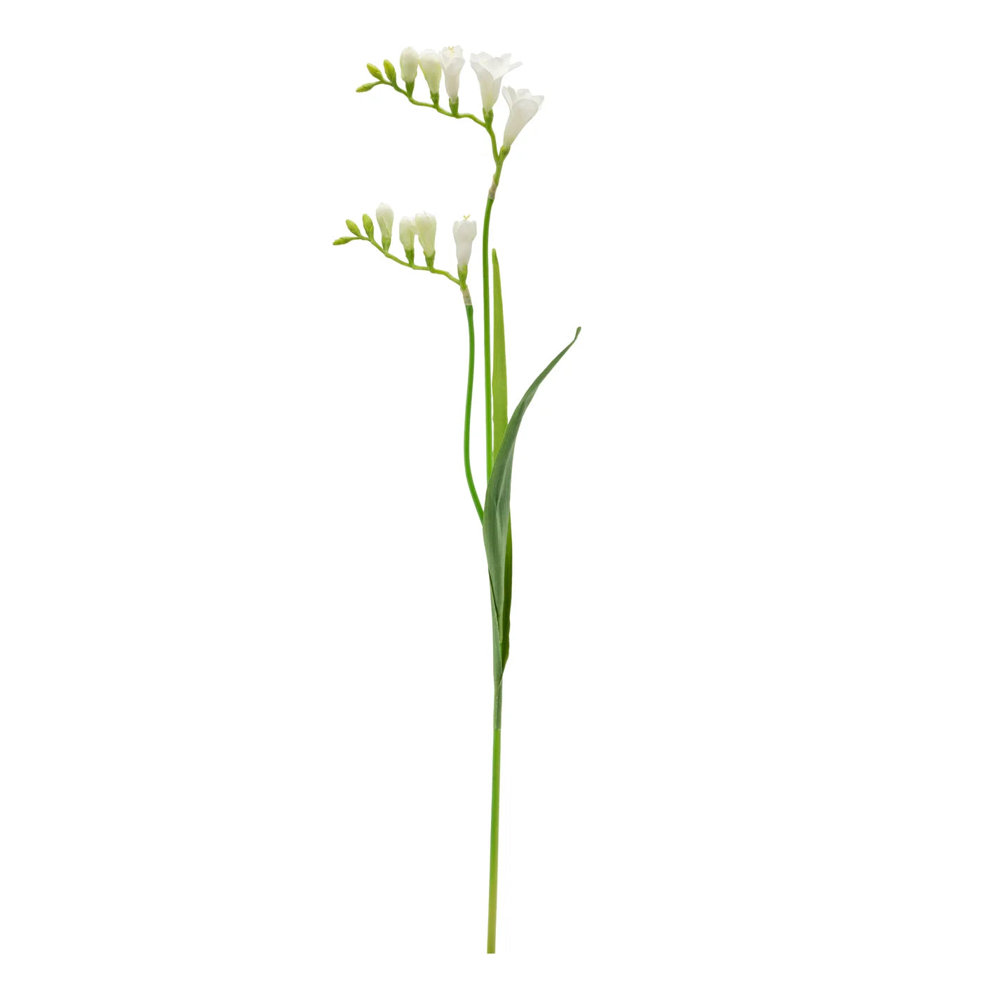 Freesia Multi Bloom 33