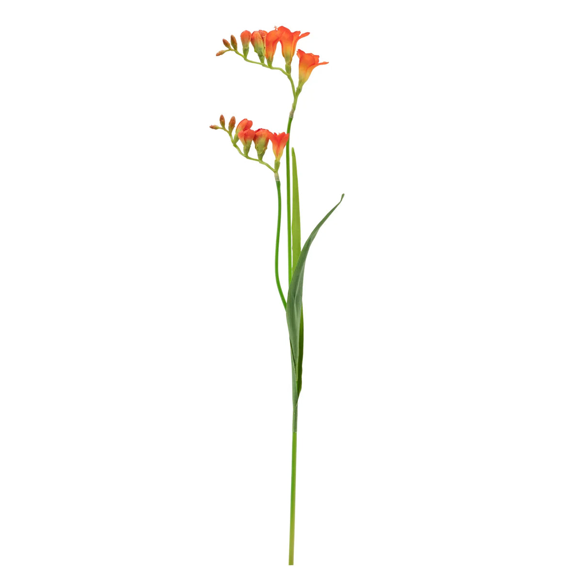 Freesia Multi Bloom 33