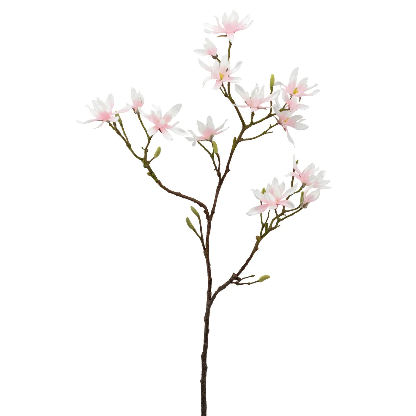 Japanese Magnolia 46L