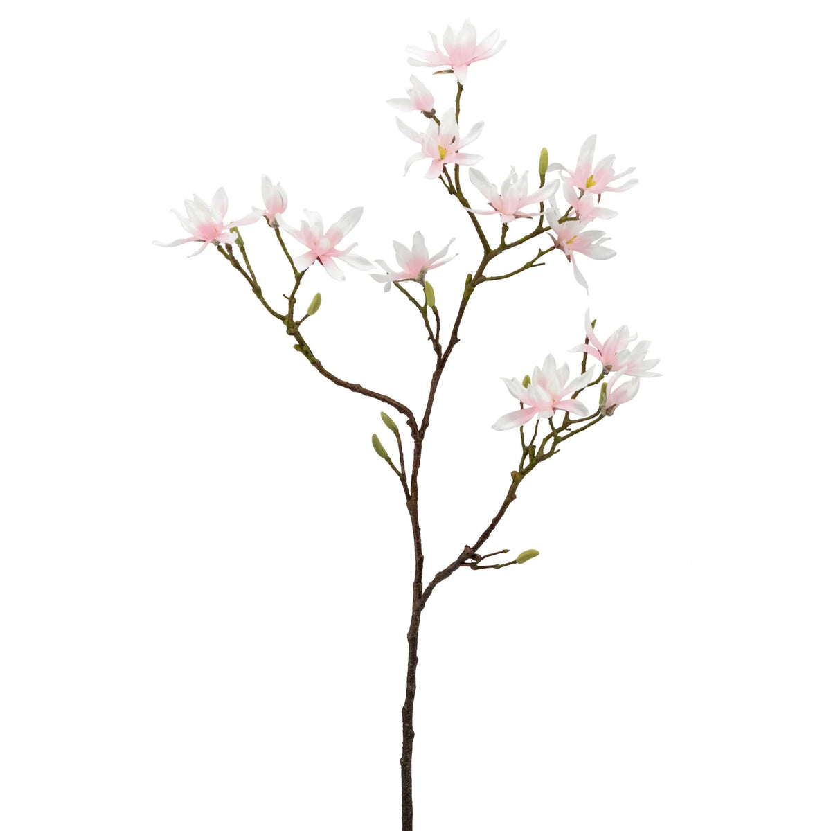 Japanese Magnolia 46L