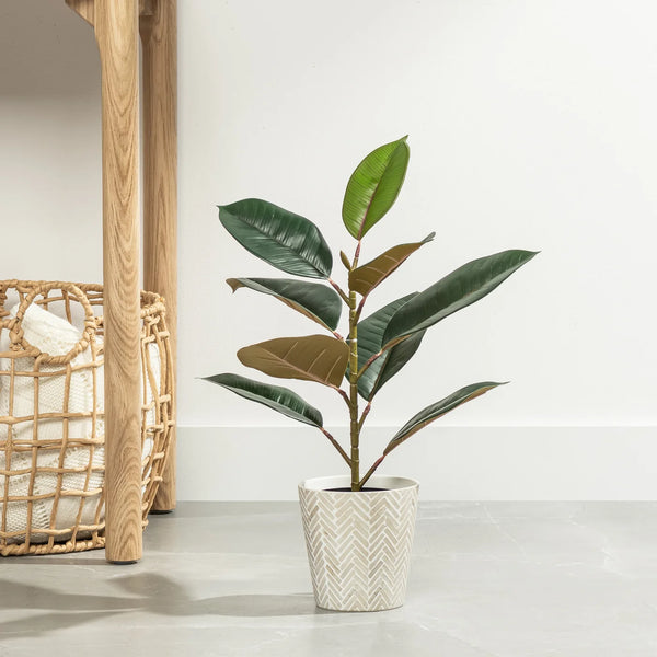 Rubber Tree 21h