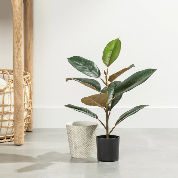 Rubber Tree 21h