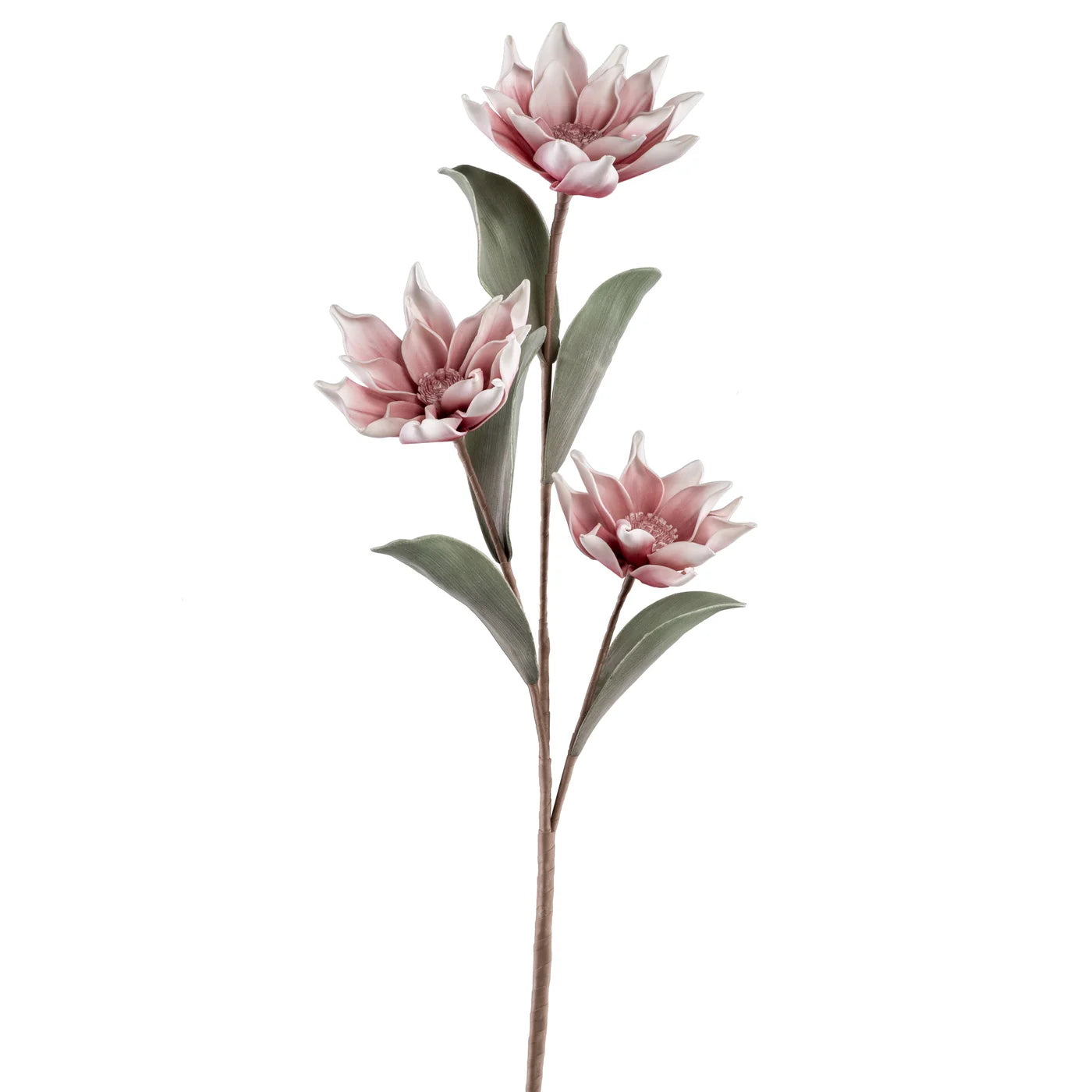Desert Three Bloom Pinched Lotus 40" Stem - Dusty Pink