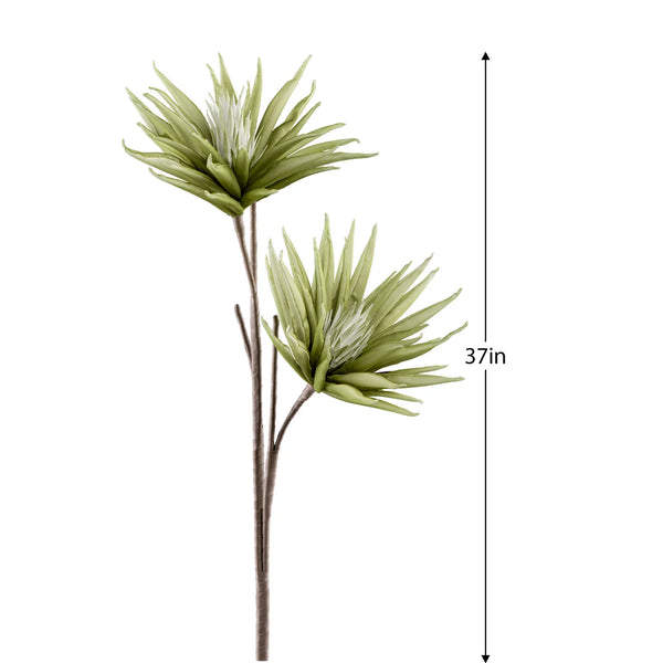 Desert Two Bloom Cactus Flower 37