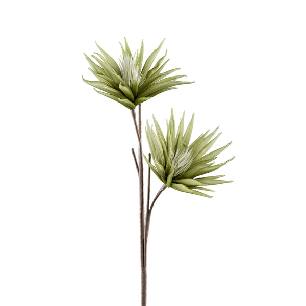 Desert Two Bloom Cactus Flower 37