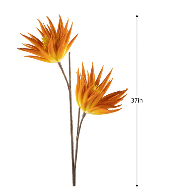 Desert Two Bloom Cactus Flower 37