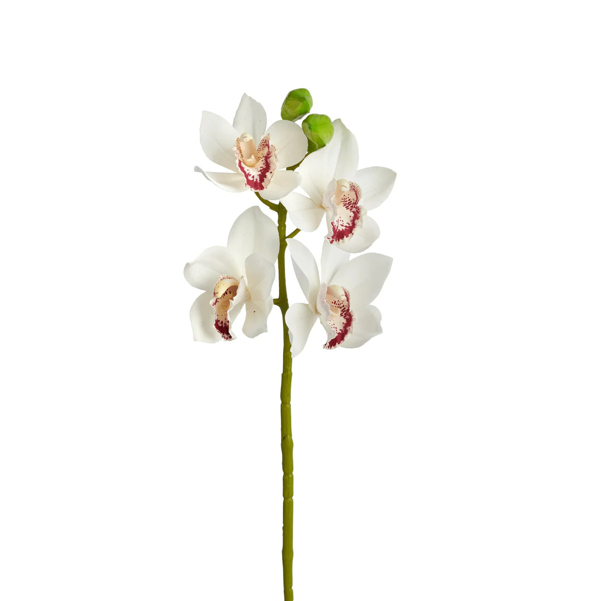 Cymbidium Orchid 30.5