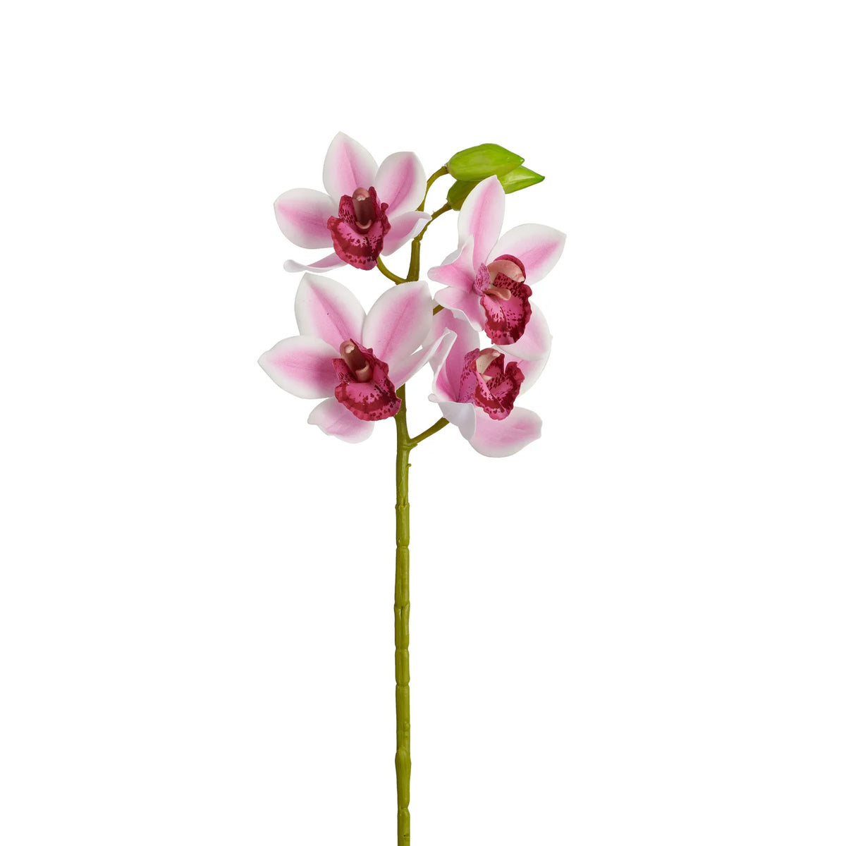 Cymbidium Orchid 30.5