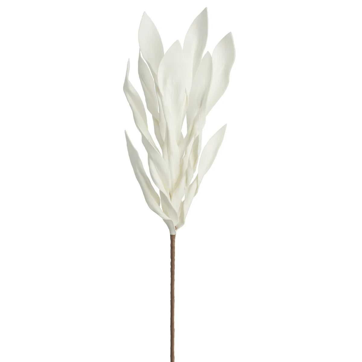 Desert Broad Leaf Flame Grass 38