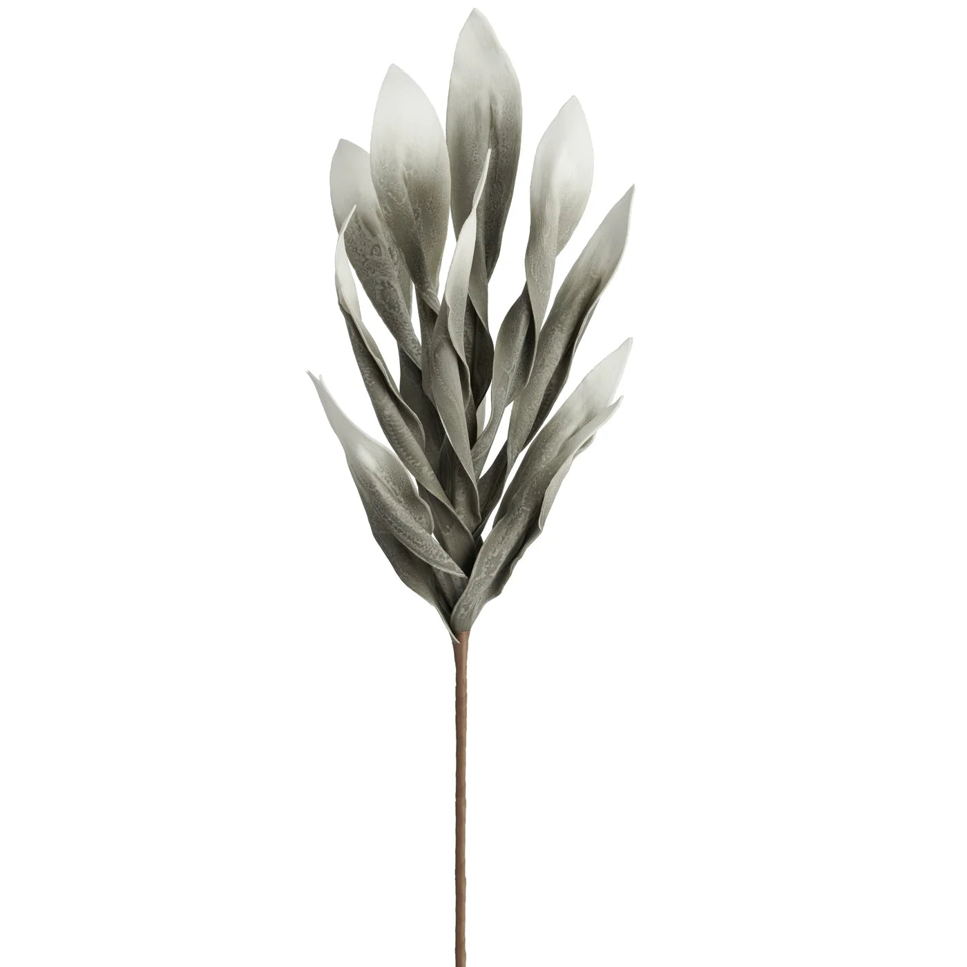 Desert Broad Leaf Flame Grass 38" Stem - Antique Grey