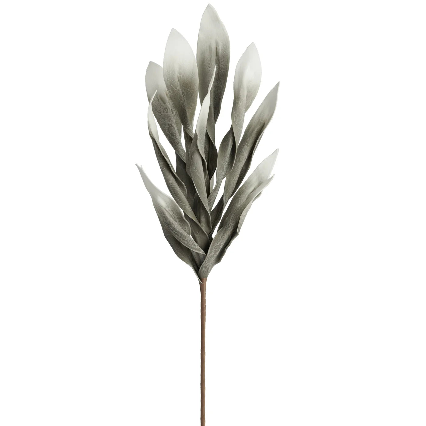 Desert Broad Leaf Flame Grass 38