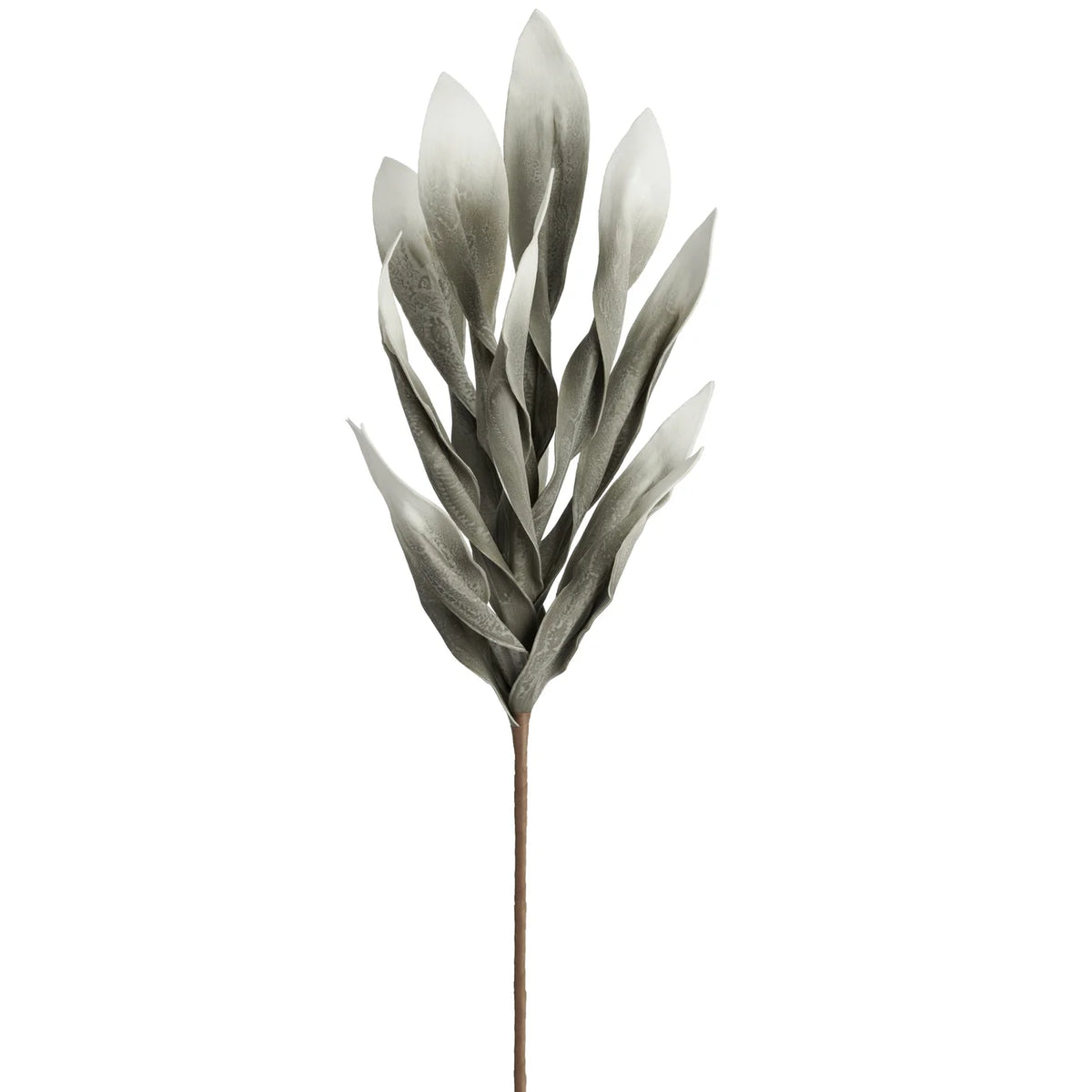 Desert Broad Leaf Flame Grass 38
