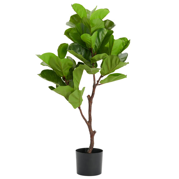 Fiddleleaf Tree 41h