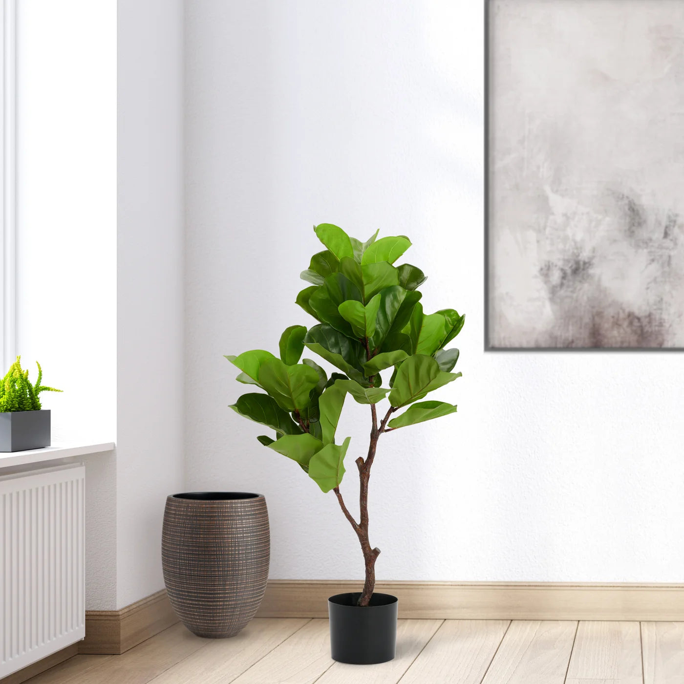 Fiddleleaf Tree 41h