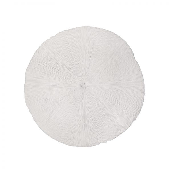 Sand Dollar - Medium