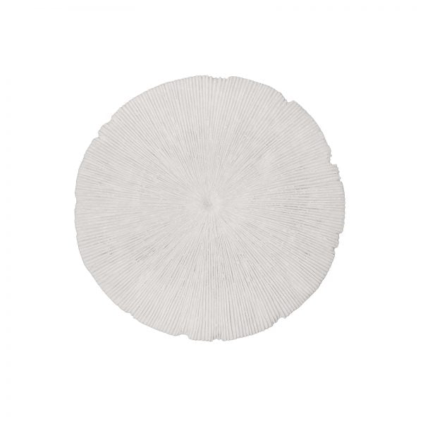 Sand Dollar - Small